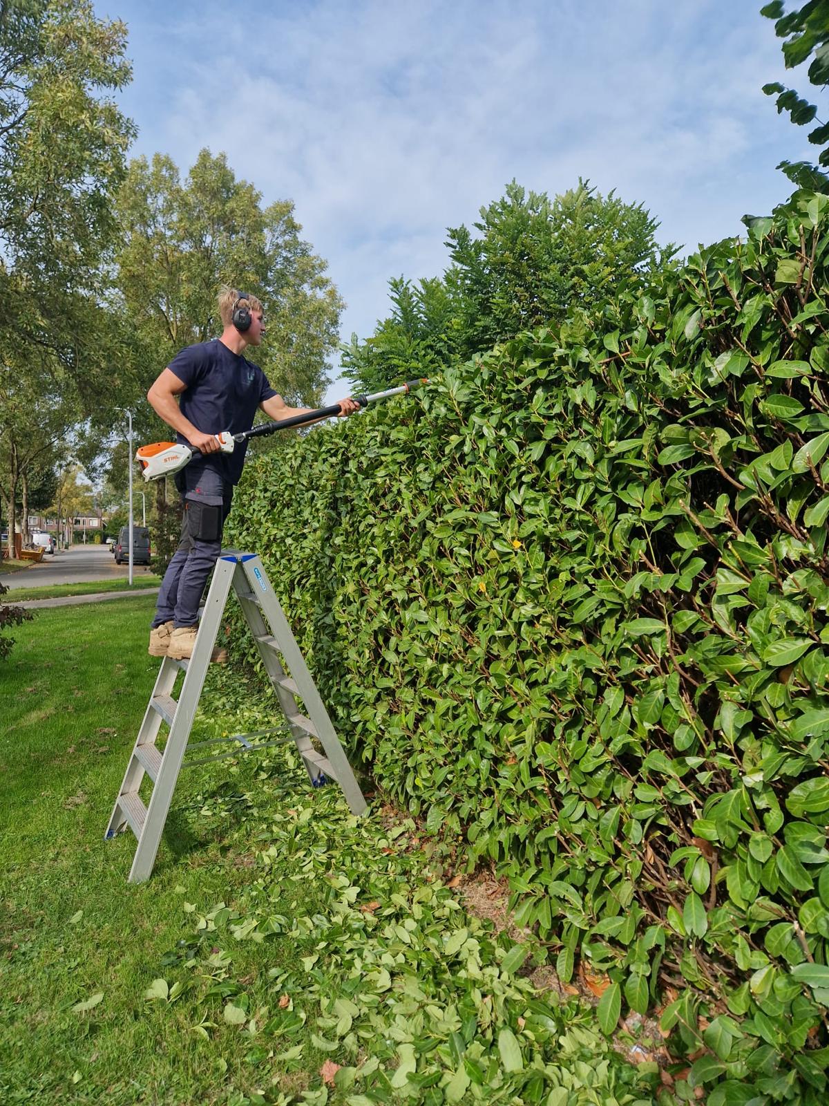 Rens Engel – Hoveniersbedrijf OASE – hagen knippen